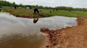 Весенний откорм быков в нашем хозяйстве начался