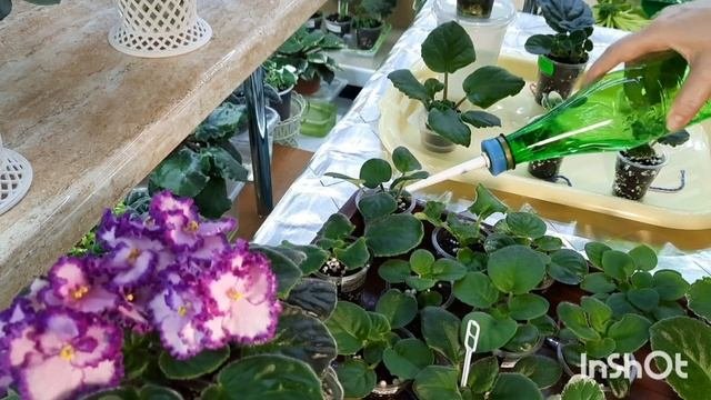 Как вырастить КРЕПКИЕ, ЗДОРОВЫЕ детки фиалки? Делюсь своим опытом по поливу, подкормкам...