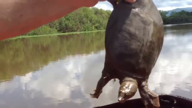 Как мы поймали огромную черепаху в реке ! смотреть онлайн