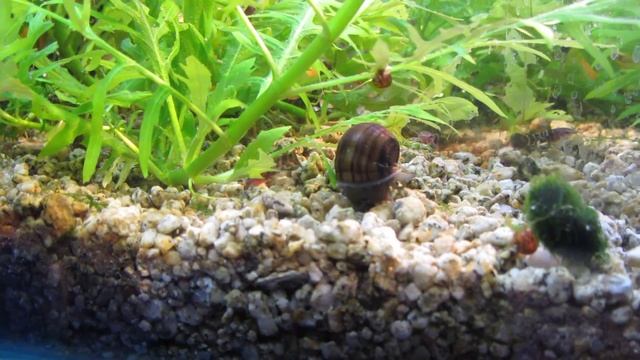 Как дела у ампулярий. Новое приобретение. смотреть онлайн