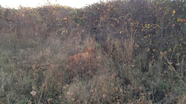 Венгерская выжла фазан наследил смотреть онлайн