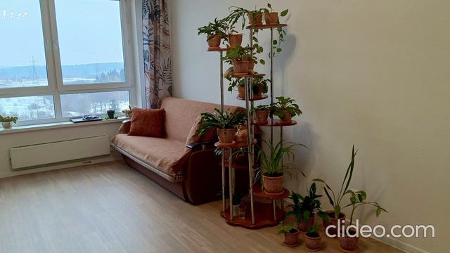 Вертикальное озеленение ч.2