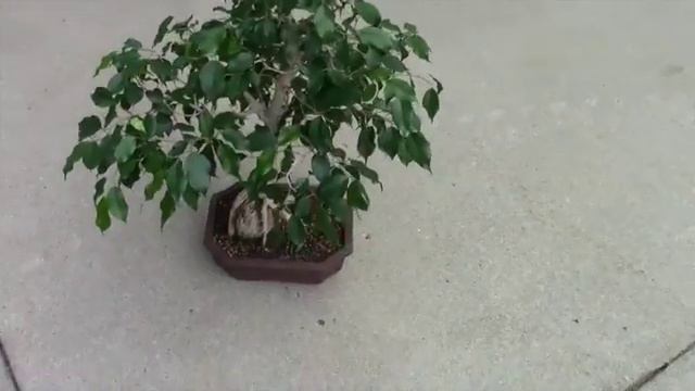 FICUS restyle смотреть онлайн