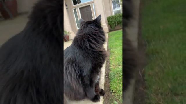 Twin Chantilly/Tiffanys смотреть онлайн