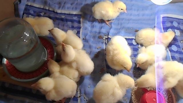 ЦЫПЛЯТА БРОЙЛЕРЫ СОДЕРЖАНИЕ В ПЕРВЫЕ ДНИ ЖИЗНИ