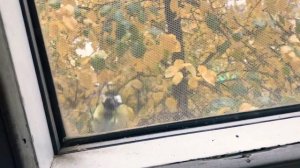 Синицы клюют оконную сетку