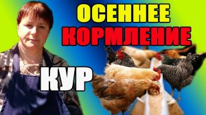 Осеннее кормление кур. Меняю рацион питания кур.