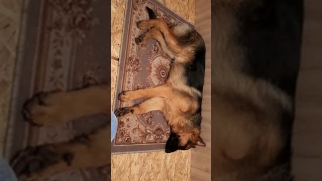 Тсс...?Собака видит сон??, смотри?, как спит собака...