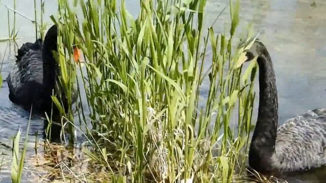 вид лебедей – как отрада для глаз смотреть онлайн