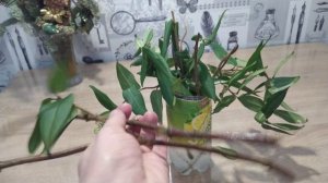 Эксперимент! Укореняем виноград дикий черенками