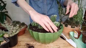 Мини-садик из кактусов своими руками / кактусарий