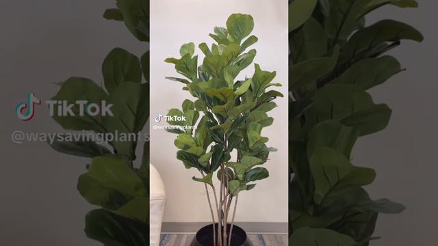 Fiddle leaf fig tree