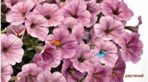 Петуния ампельная Саксесс Сильвер Вейн ? обзор: как сажать, семена петунии Саксесс Сильвер Вейн
