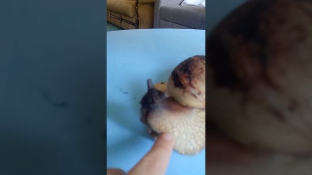 Чем кормить улиток ахатин? смотреть онлайн