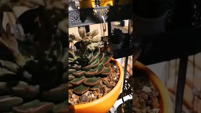 Graptopetalum Bellum con 6 varad florales ?? смотреть онлайн