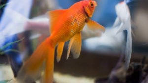 Морские животные для детей - Обитатели морей и океанов, развивающее видео для малышей