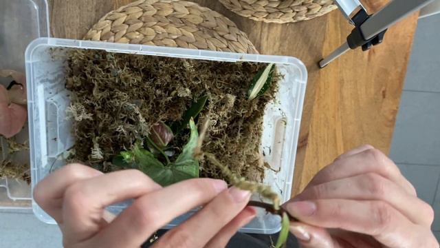 Plant Tour 2021 4  Roślinne przedszkole  Ukorzeniam ogryzki bulwy pędówki  KOLEKCJA ROŚLIN