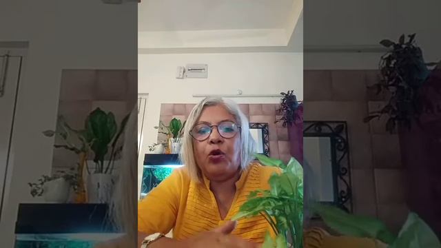 All about Syngonium plant care. Arrowhead plant care and propagation. How to make bushy .