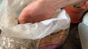 ПЕЛАРГОНИЯ. Высадка Пеларгония Плющелистная. Пеларгония уход.