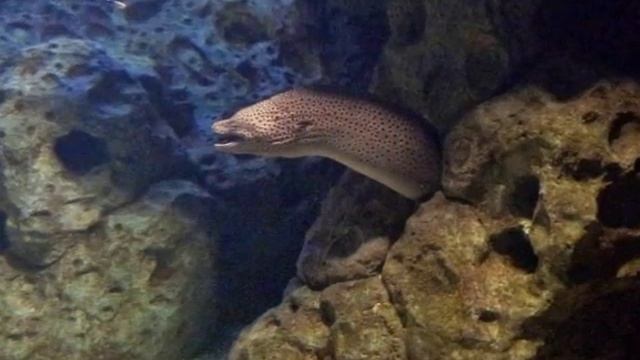 Океанариум в Адлере (Сочи) смотреть онлайн