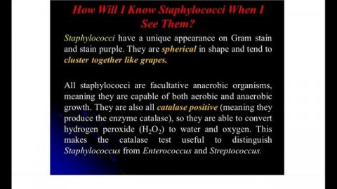 Lecture 1 (3rd course) — Gram positive bacteria — Staphylococci.mp4