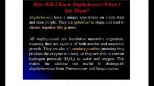 Lecture 1 (3rd course) — Gram positive bacteria — Staphylococci.mp4