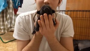 ЩЕНКАМ ПИТБУЛЯ 7 ДНЕЙ / ЧЕРНЫЙ ПИТБУЛЬ / ПИТБУЛЬ #pitbull #Вениамин_Шмелев