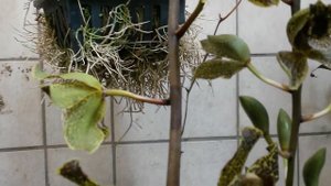 Grammatophyllum,   Цветение Орхидеи Грамотохилум Gram.Jumbo Grand