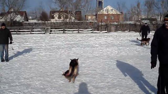 Охрана вещи (тренировка Гера НО 11 мес) смотреть онлайн