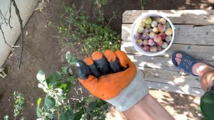 Сбор слив и как осы вредят урожаю не дав ему дозреть.