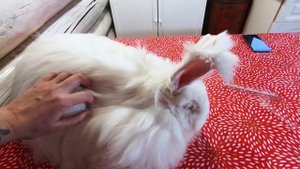 Пуховые кролики немецкая ангора