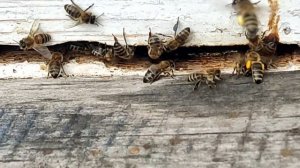 Бурное развитие пчелосемей. 6 апреля 2023 г.