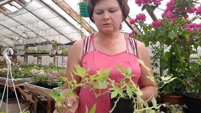 Мои Ипомеи Батат, сорта, уход, размножение,  декор.