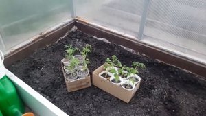 ТОМАТ СОРТ "ДЖИНА ТСТ" / ВЫРАЩИВАНИЕ ОТ СЕМЯН ДО ПЛОДОВ