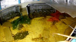 Разведение АККР. УЗВ 10 Месяцев. Обзор и размышление. Разбор ошибок.