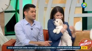 Особенности собак породы бишон фризе. Эфир от 28.02.17