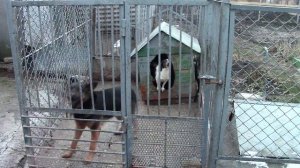 Cur☣Злая собака, лает злобно ☢ Живые звуки - Лай злой собаки на цепи