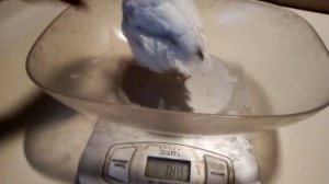 Сколько весят перепела