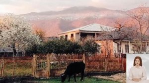 Интересные факты о мандаринах