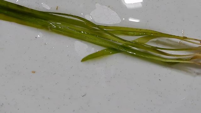 Почему и как долго приживаются купленные растения. смотреть онлайн