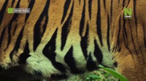 Дикая Азия на Viasat Nature