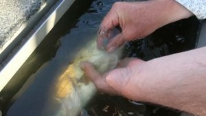 Физинг судака, пойманого с глубины на джиг. Подмосковье, Ока июнь 2019, рыбалка с гидом.