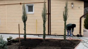 НОВЫЕ МОЖЖЕВЕЛЬНИКИ В САДУ Посадка и пересадка растений