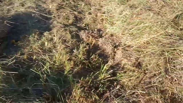 Трактор-грабли-пресс-прицеп. смотреть онлайн