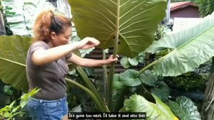 GIANT SERENDIPITY ALOCASIA!  |Erna Macog