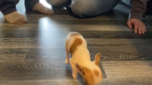 НАШ ЩЕНОК / ПЕРВЫЙ ДЕНЬ ДОМА / Джерри чихуахуа