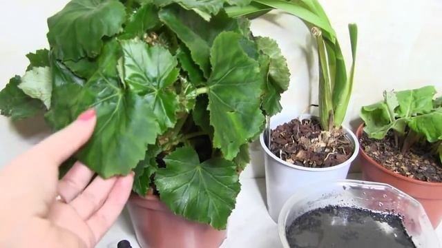 Супер-подкормка для всех комнатных цветов