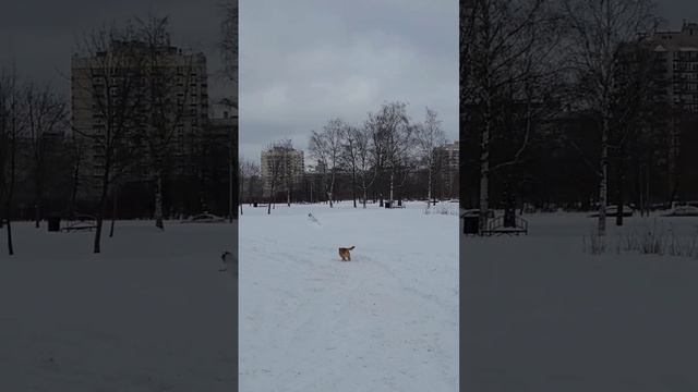 Поденгу гоняет голубей и чайку.