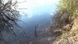 Рыбалка на Донку/Донная Снасть на Плотву(Чебака Уклейку)