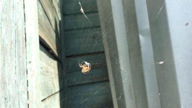 самый страшный паук на планете. смотреть онлайн